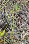 Grassleaf coneflower